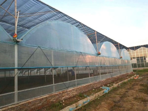 連棟薄膜溫室